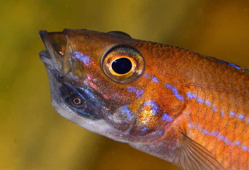 Paracyprichromis nigripinnis